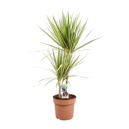 Dracaena Marginata Sunray – Pflegeleichter Drachenbaum Ø21cm, 80cm hoch