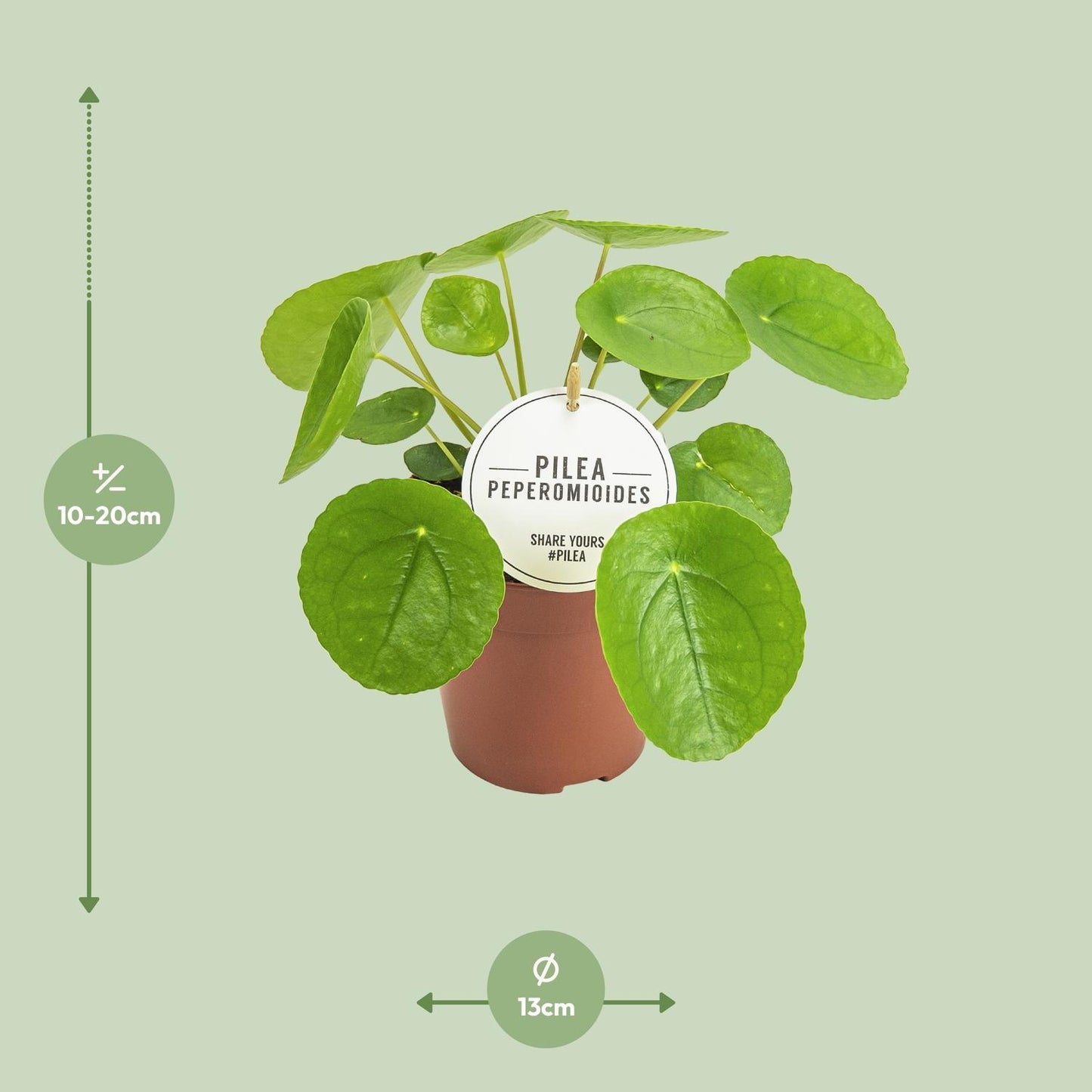 Pilea Peperomioides – Pflegeleichte Aluminium-Pflanze Ø13cm