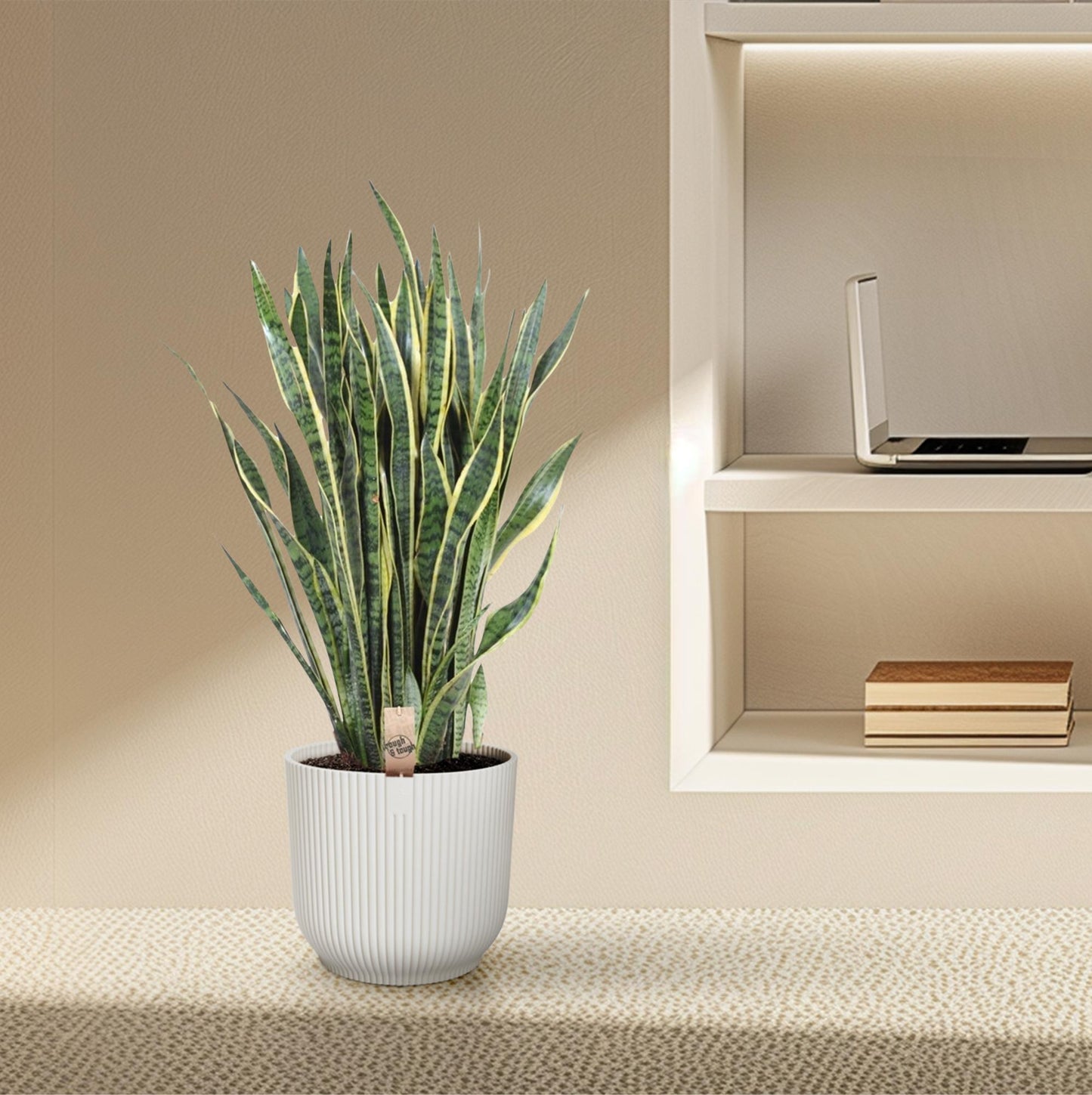 Sansevieria Laurentii – Pflegeleichte Schlangenpflanze 100 cm