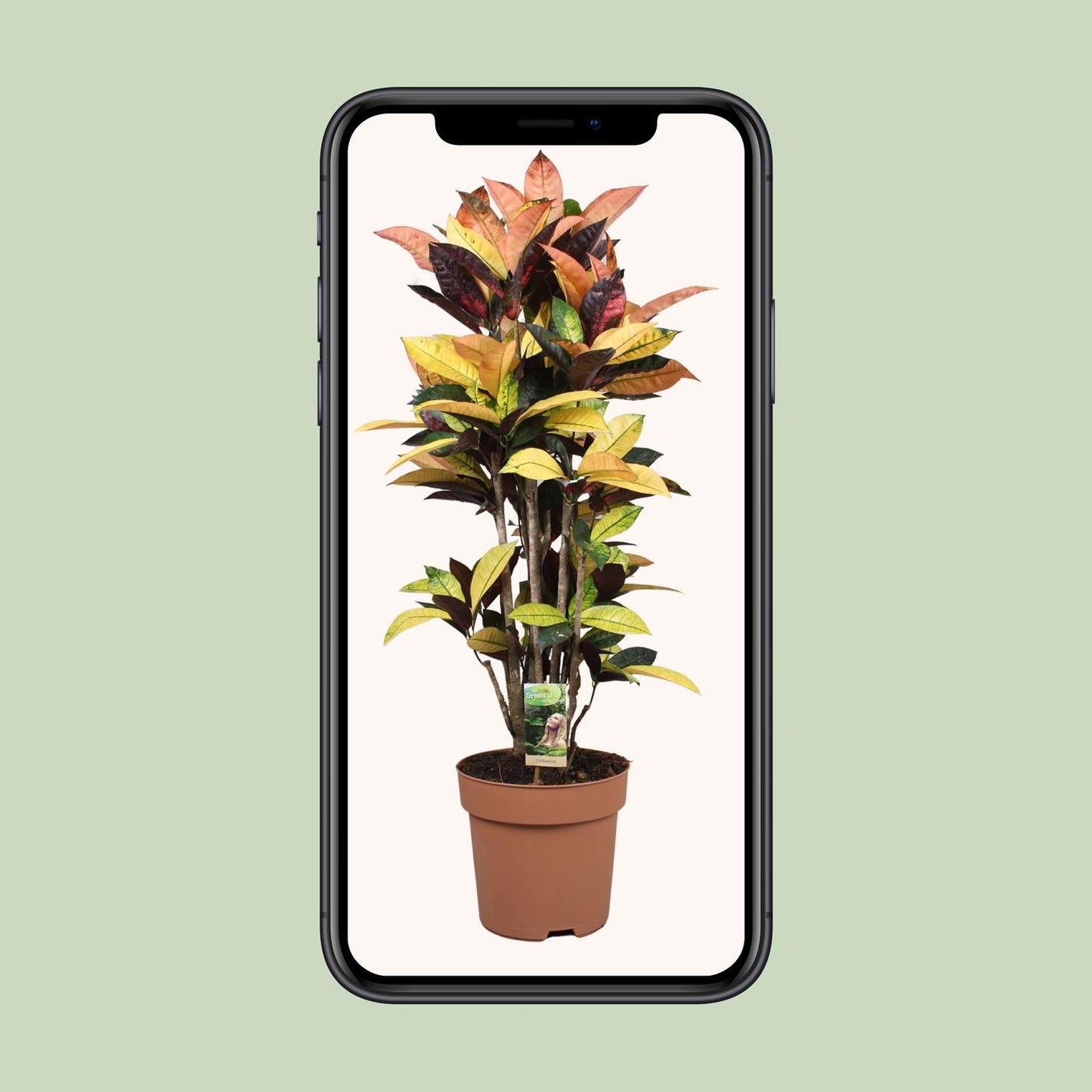Codiaeum Mrs Iceton – Bunte, pflegeleichte Zimmerpflanze Ø27cm