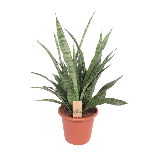 Sansevieria Diamond Green – Pflegeleichte Schwiegermutterzunge Ø25cm