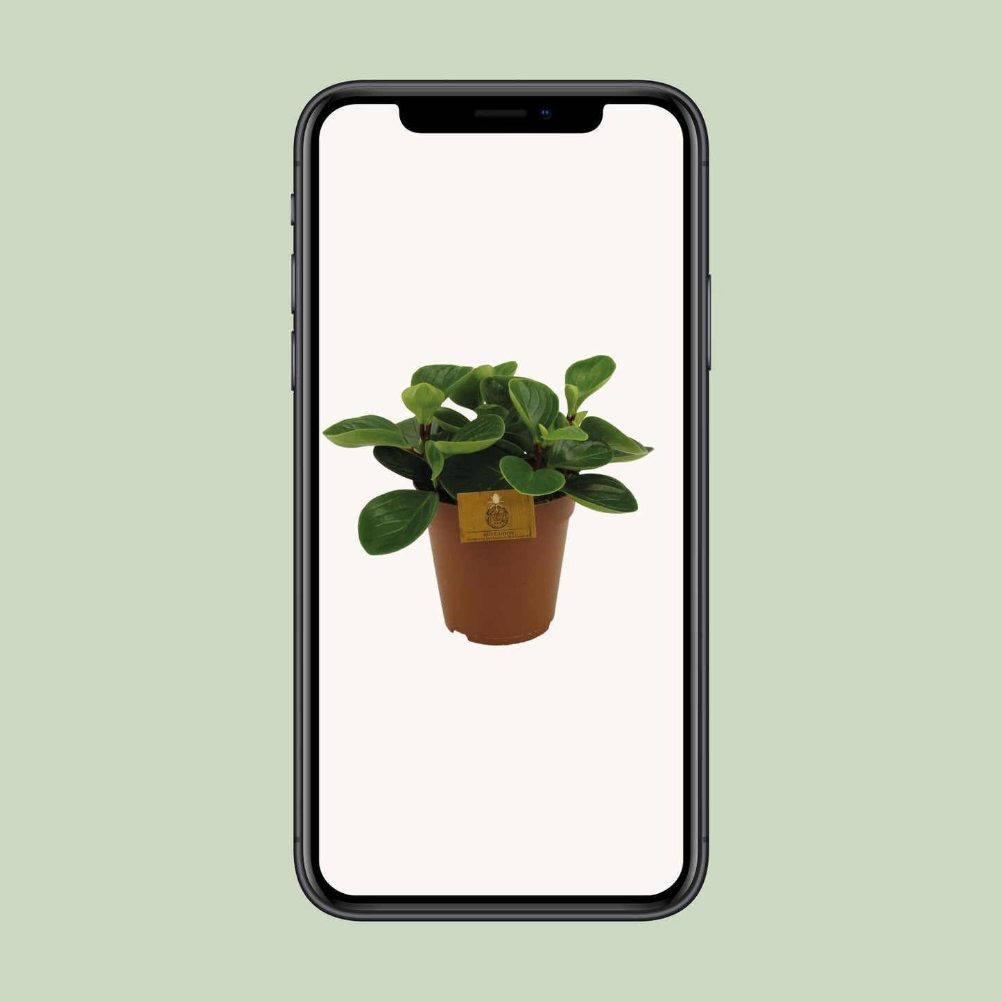 Peperomia Red Canyon – pflegeleichte Zimmerpflanze Ø15cm