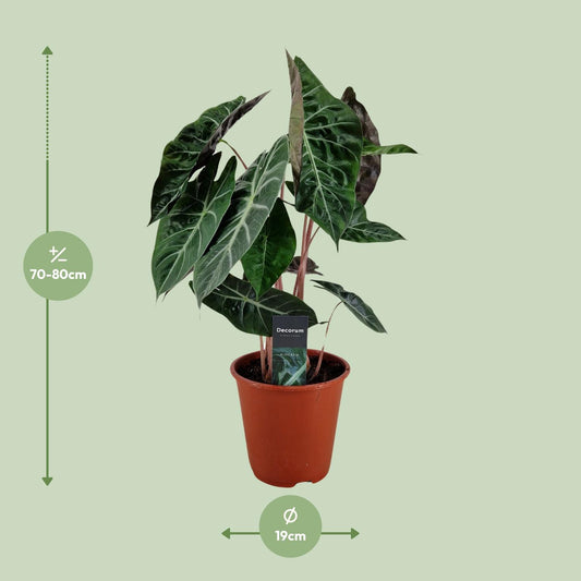 Alocasia Pink Dragon – Pflegeleichte Zimmerpflanze Ø19cm