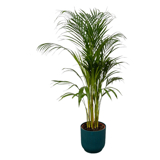 Areca Palme im blauen elho Vibes Fold Round Topf Ø21cm, H110cm