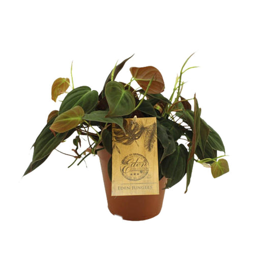 Philodendron Micans – Pflegeleichte Zimmerpflanze Ø15cm