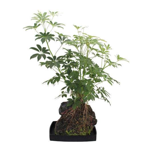 Schefflera Arboricola – Pflegeleichter Schirmbaum Ø40cm, 80cm hoch