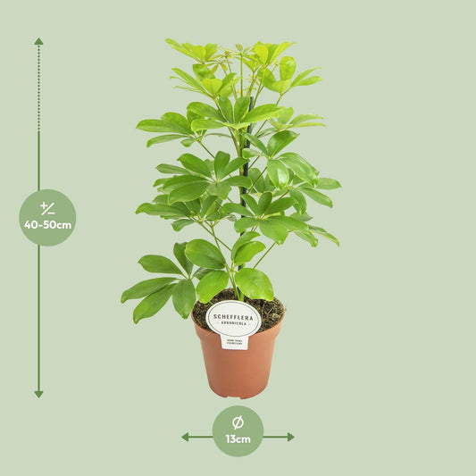 Schefflera Nora - Pflegeleichter Schirmbaum Ø13cm, 45cm hoch