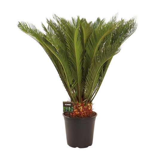Cycas Revoluta - Pflegeleichte Farnpalme Ø24 cm, 90 cm hoch