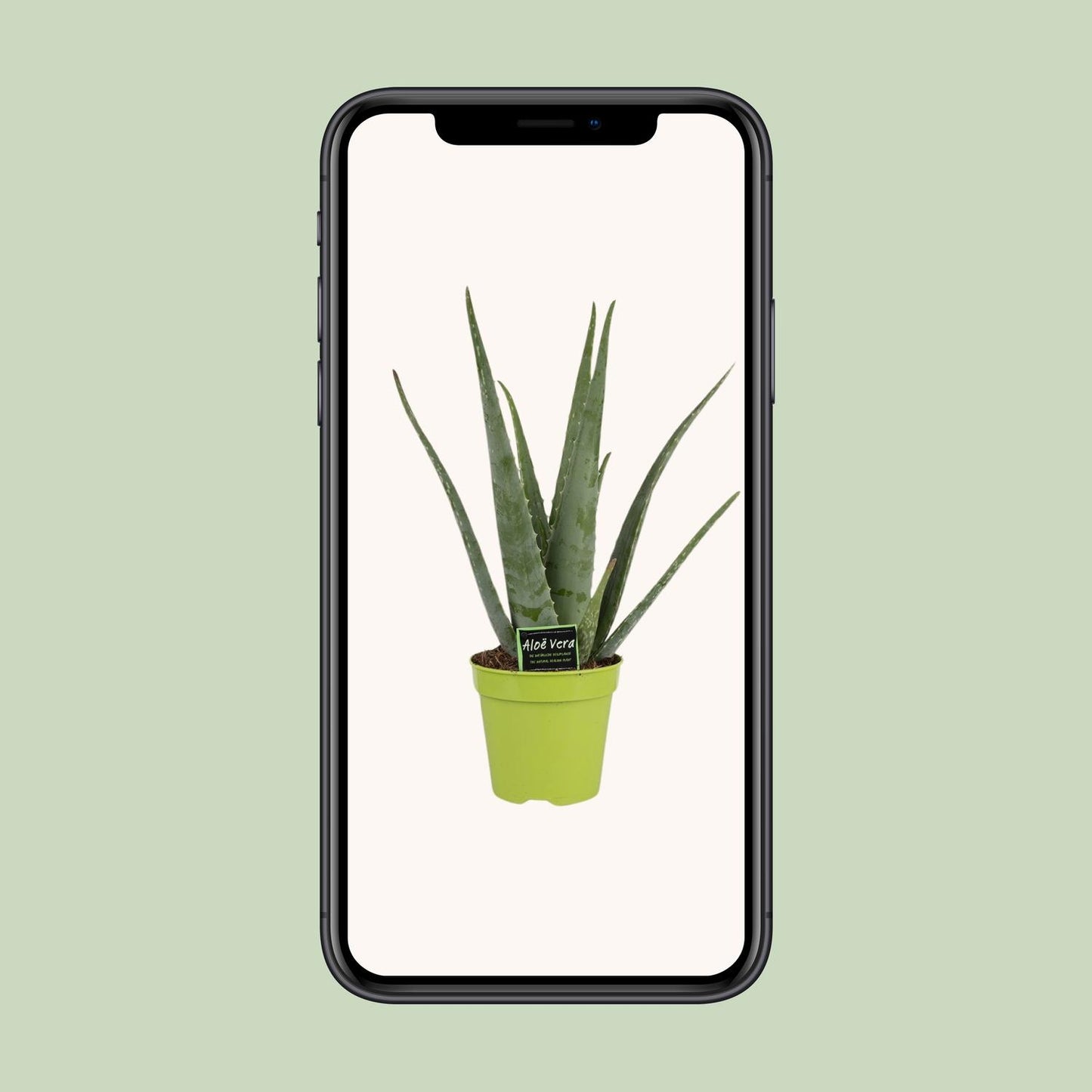Aloe Vera Ø15cm – Pflegeleichte und stilvolle Zimmerpflanze