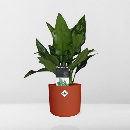 Aglaonema Maria – Pflegeleichte Design-Zimmerpflanze 14cm