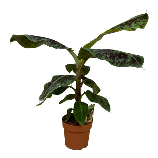 Musa – Tropische XXL-Pflanze, 80 cm, Ø 21 cm