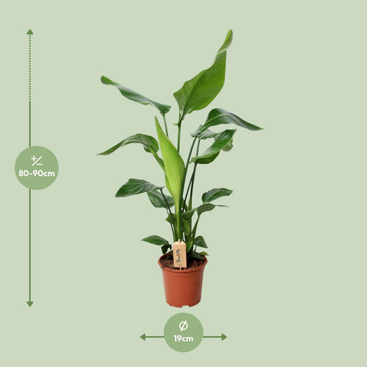 Strelitzia Nicolai – Exotische XXL-Pflanze Ø19cm, 90cm hoch