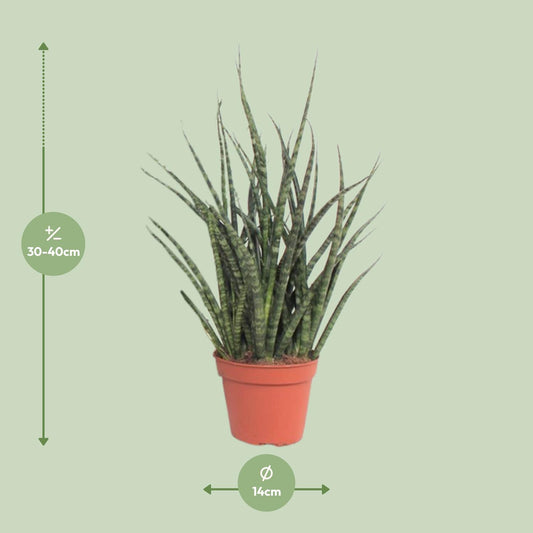 Sansevieria Fernwood Punk – Pflegeleichte Schwiegermutterzunge Ø12cm