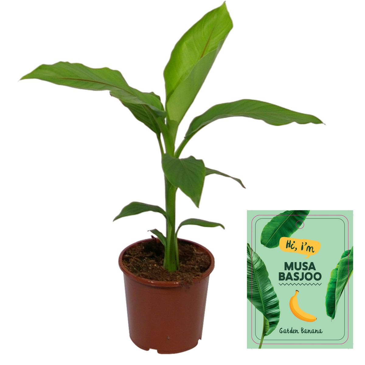 Musa Basjoo – Winterharter Bananenbaum Ø15 cm Topf