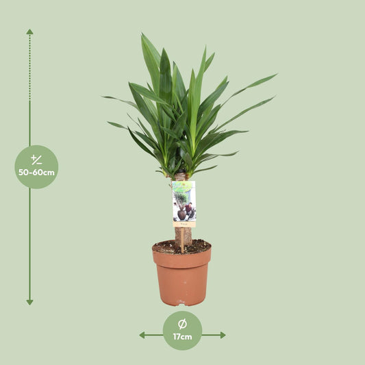 Yucca Elephantipes – Pflegeleichte & elegante Zimmerpflanze Ø17cm