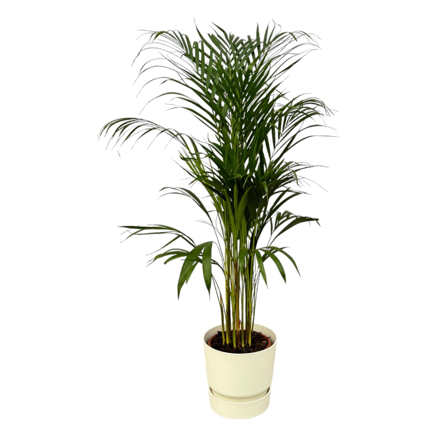 Areca-Palme im elho Greenville Round Topf Ø21cm, 110cm Höhe