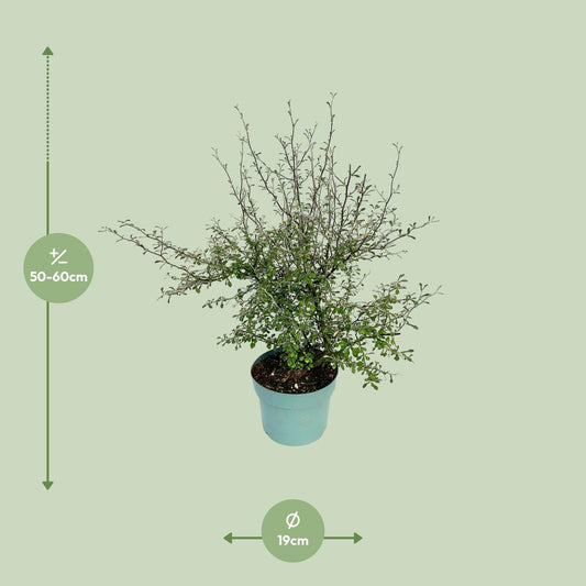 Zigzag-Pflanze Corokia – Ø17cm Topf, 60cm hoch