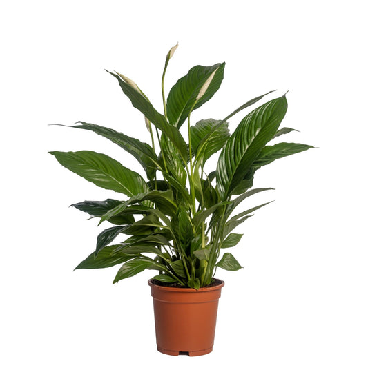Spathiphyllum 'Vivaldi Spa' – Elegante pflegeleichte Zimmerpflanze Ø17cm