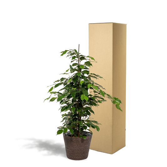 Ficus benjamina Danielle Ø21cm – Luftreinigende Zimmerpflanze mit Korb