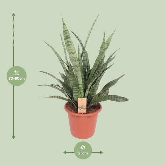 Sansevieria Diamond Green – Pflegeleichte Schwiegermutterzunge Ø25cm