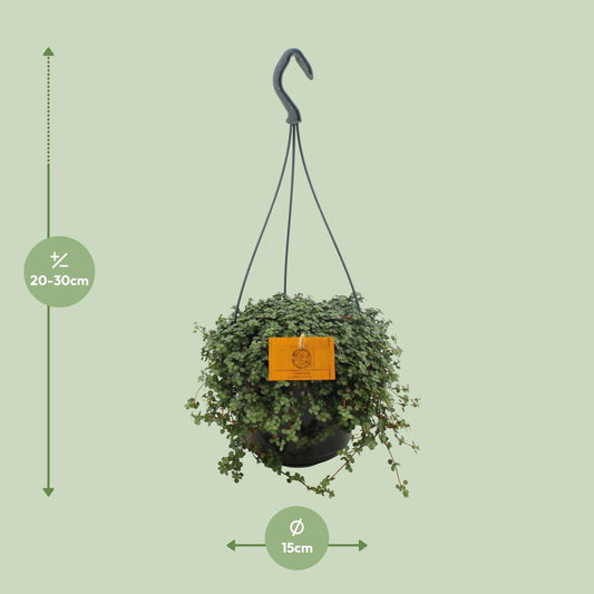 Pilea Glauca – Pflegeleichte Aluminium-Pflanze Ø15cm