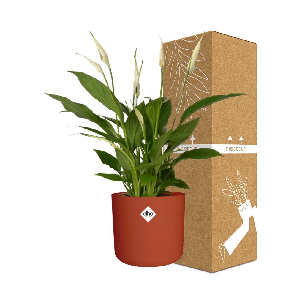 Friedenslilie Spathiphyllum 12 cm im ELHO b.for soft Rond Topf