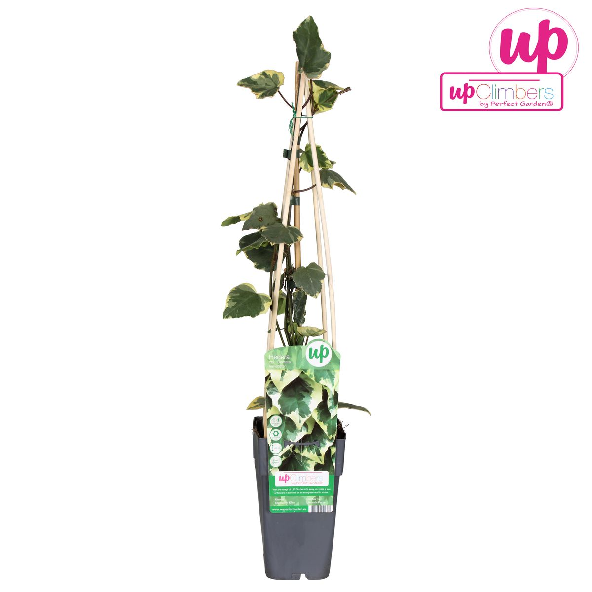 Hedera colchica 'Dentata Variegata' – pflegeleichte Efeutute Ø15cm