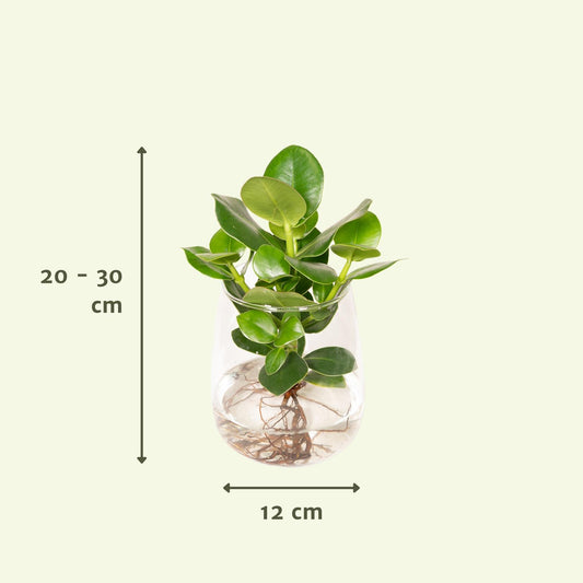 Clusia Hydroponie Pflanzenmix im Kingston Glas Ø12cm