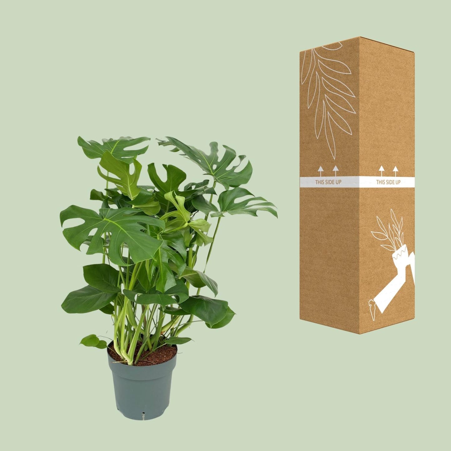 Monstera Deliciosa – Stilvolle & Pflegeleichte Zimmerpflanze Ø30cm