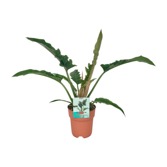 Philodendron Narrow – Pflegeleichter Blattschmuck Ø19cm