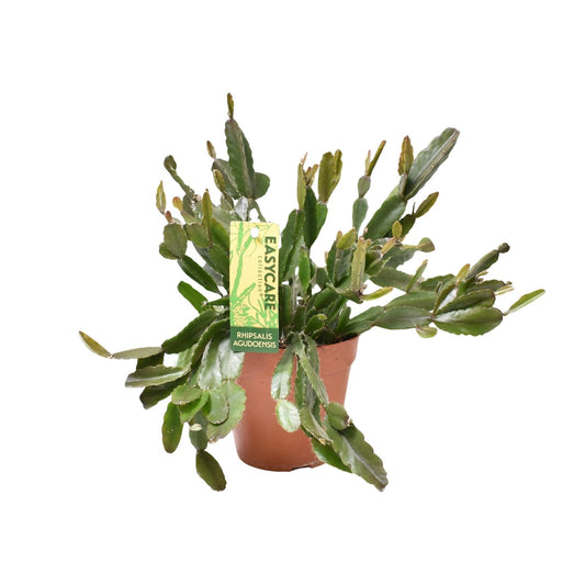 Rhipsalis Agudoensis – Pflegeleichte, hängende Zimmerpflanze Ø12 cm