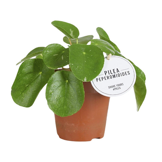 Pilea White Splash – stilvolle, pflegeleichte Zimmerpflanze Ø13cm