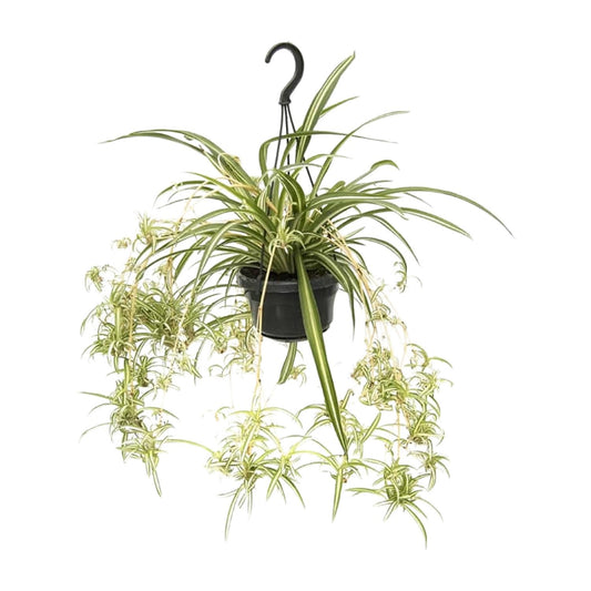 Chlorophytum comosum Variegatum – Spinnenpflanze Ø14cm, 55cm hoch