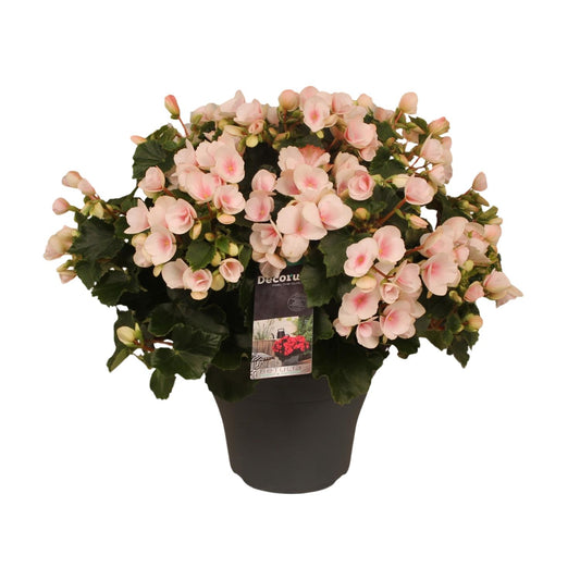 Begonie Betulia 'Light' – Pflegeleichte Zimmerpflanze mit Rosa Blüten