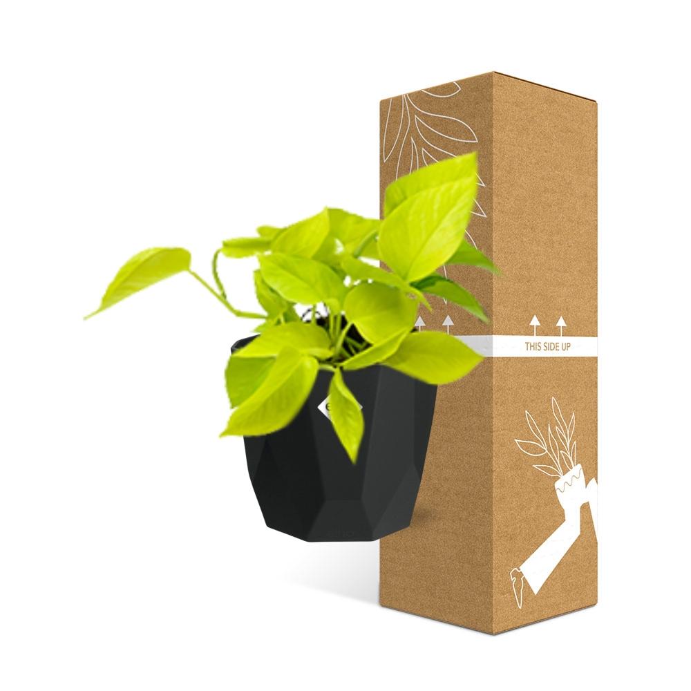 Epipremnum Pinnatum ‘Golden Pothos’ – Pflegeleichte Kletterpflanze in 14cm Topf