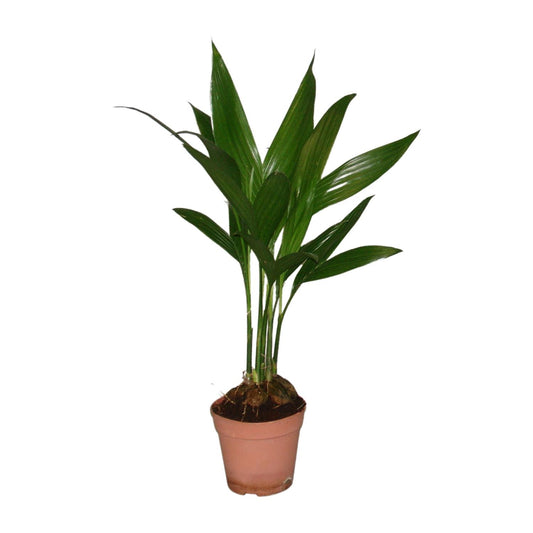 Areca Catechu – Pflegeleichte Palme Ø12cm, 50cm hoch