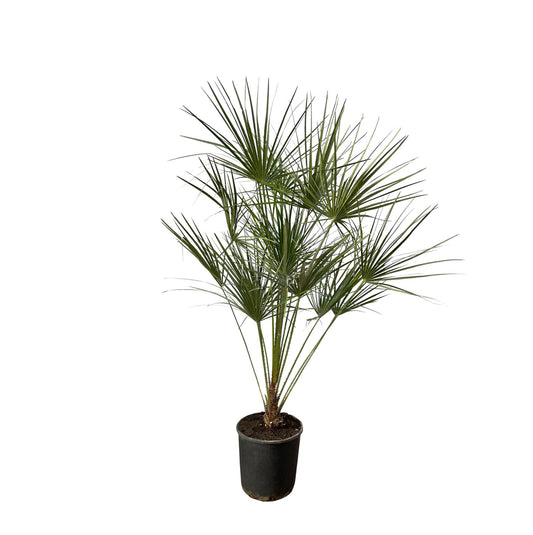 Chamaerops Humilis Zwergpalme auf Stamm – 160 cm