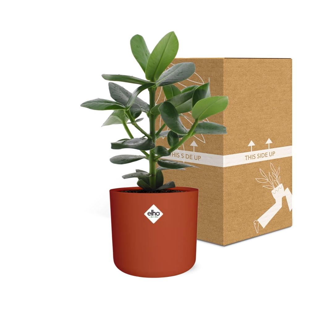 Clusia Princess im ELHO b.for soft rond 14cm brique