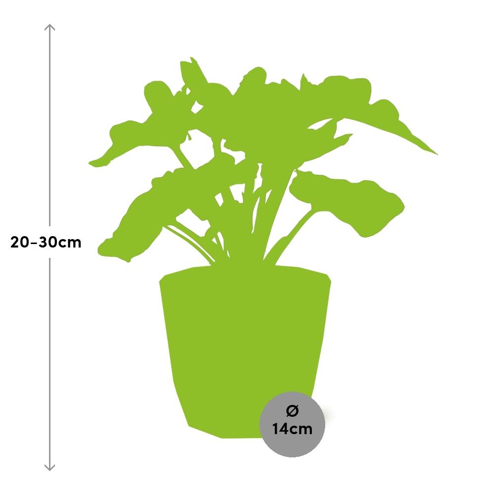 Philodendron Atom im ELHO b.for rock 14 cm Topf warm grey