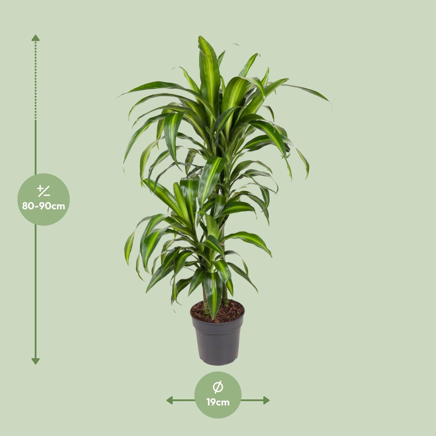 Dracaena Hawaiiana – Pflegeleichter Drachenbaum Ø19cm, 90cm hoch
