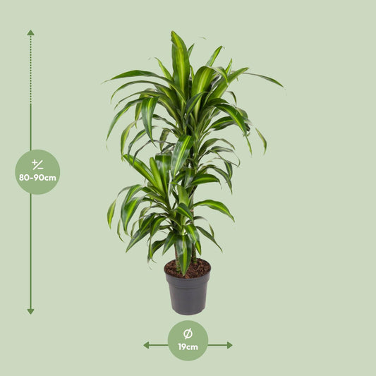 Dracaena Hawaiiana – Pflegeleichter Drachenbaum Ø19cm, 90cm hoch