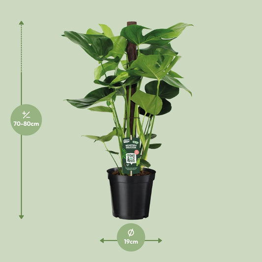 Monstera Deliciosa – Pflegeleichte XXL-Zimmerpflanze Ø19cm