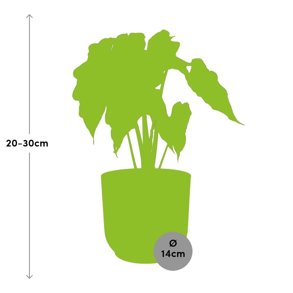 Alocasia ‘Polly’ in ELHO Vibes Fold 14cm rosa – pflegeleichte Elefantenohrpflanze