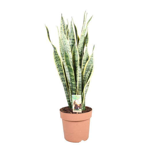 Sansevieria Trifasciata Laurentii – Pflegeleichter Bogenhanf Ø24cm, 90cm hoch