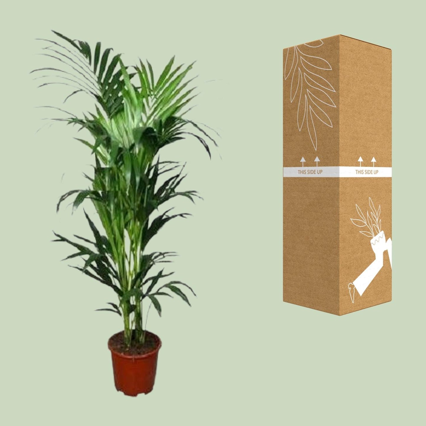 Howea forsteriana – elegante Kentia-Palme Ø24cm, 150cm hoch