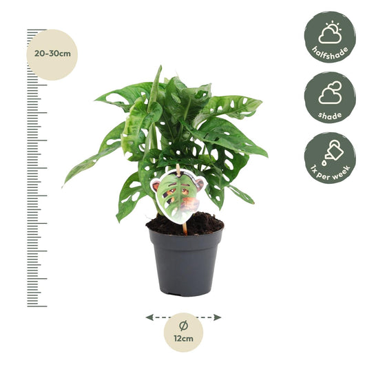 Monstera obliqua 'Monkey Leaf' – Exotische Zimmerpflanze 25 cm