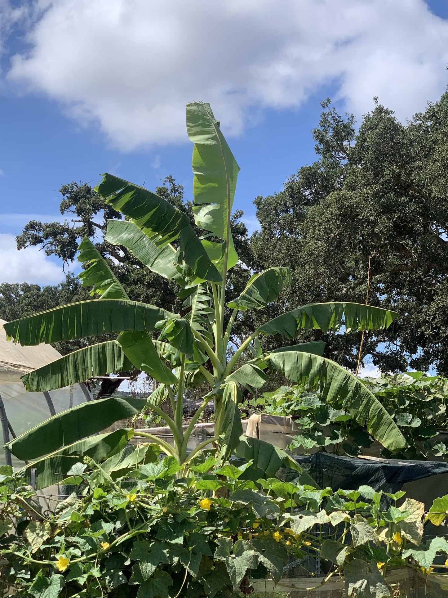 Musa Basjoo – Winterharter Bananenbaum Ø15 cm Topf