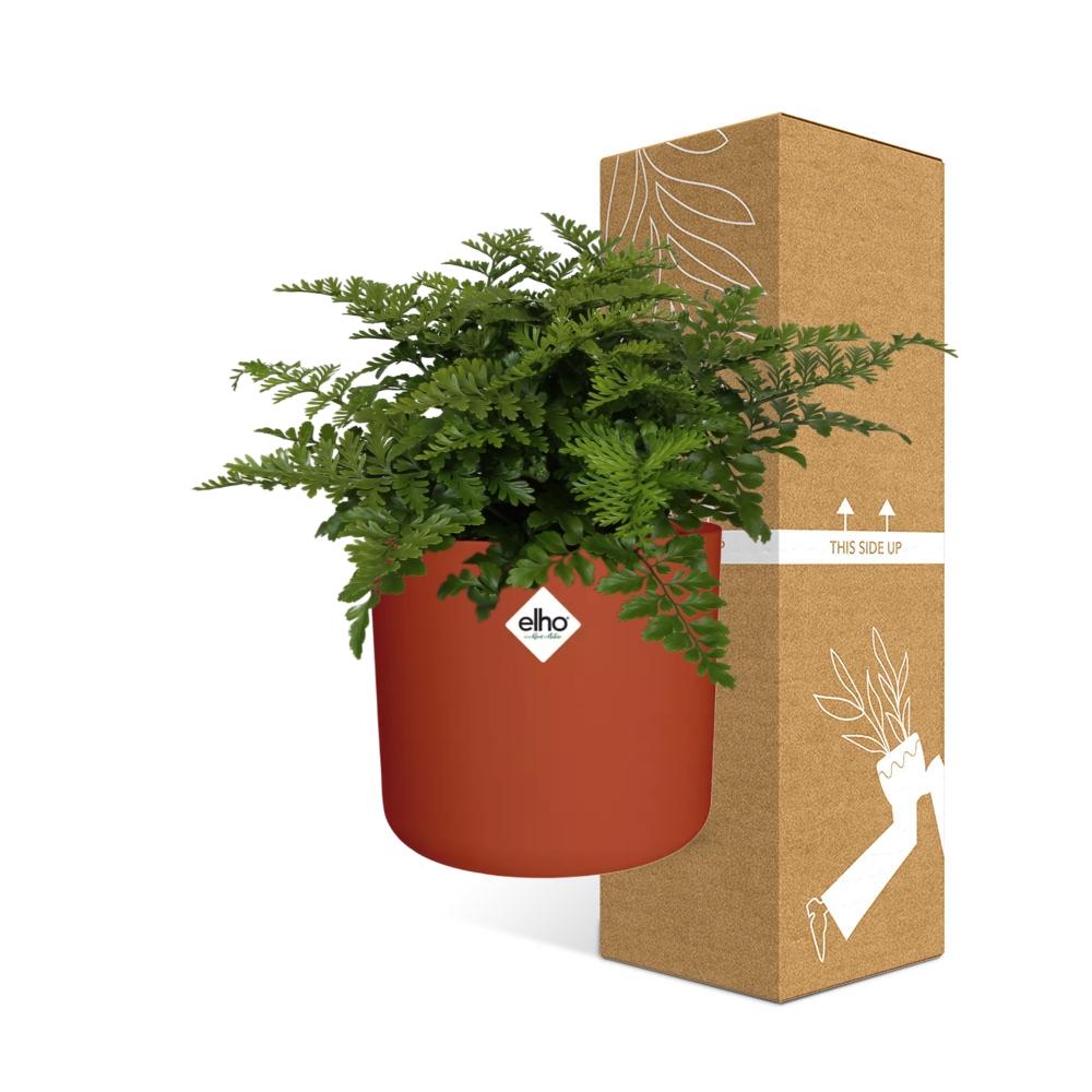 Asplenium Parvati – Luftreinigender Zimmerfarn im ELHO b.for soft Rond 14cm Brique