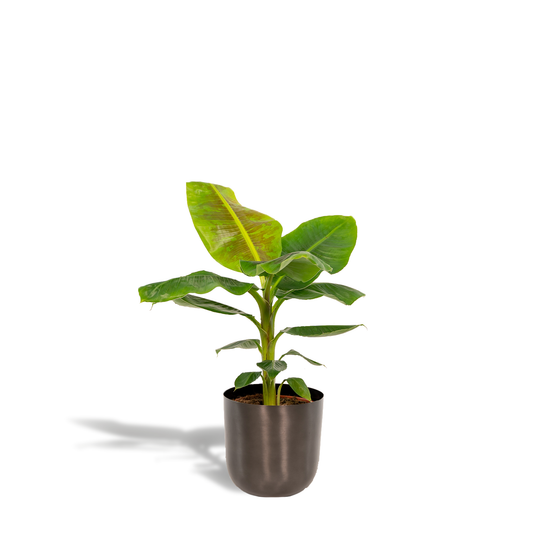 Musa Dwarf Cavendish – Tropische Bananenpflanze Ø21cm