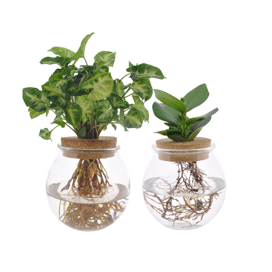 Bolglas Duo Clusia & Syngonium Green – 2er Set Ø12cm